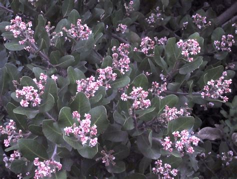 Rhus integrifolia – Matilija Nursery