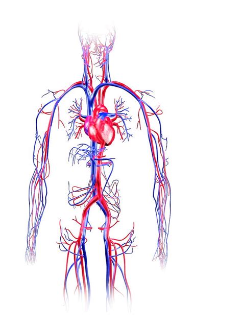 Image result for Circulatory System Diagram without Labels