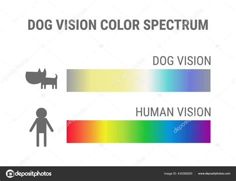 What Colour Is A Dogs Vision at Annabelle Wang blog