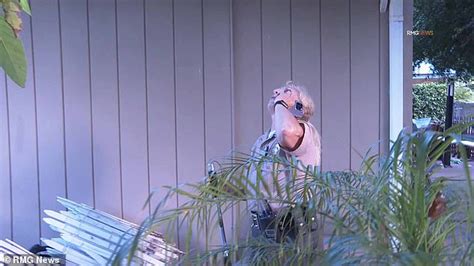 Image result for Terrifying Lion Encounters