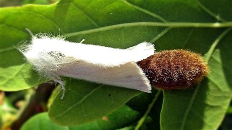 ग्लोबल वॉर्मिंग की वजह से तेजी से फैल रहे हैं खुजली वाले कीड़े ...