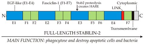 Systemic Glycosaminoglycan Clearance by HARE/Stabilin-2 Activates ...