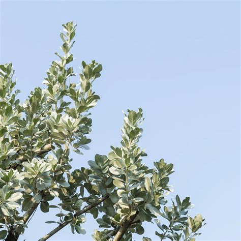 Conocarpus Erectus (Silver Buttonwood) - Plant – Lalit Enterprise