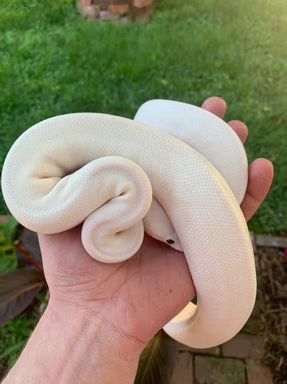 Image result for White Wedding Ball Python