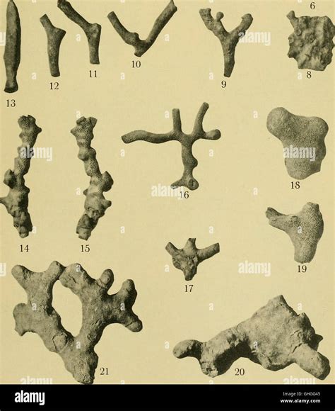 'Arkiv för Zoologi' (1908) is a Swedish journal focusing on the study of zoology, offering ...