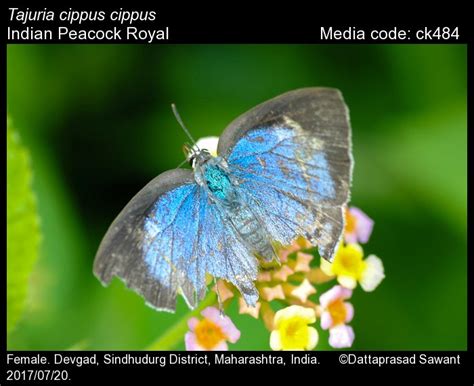 Tajuria cippus | Butterfly
