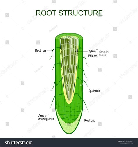 Hair Root Structure 的图像结果