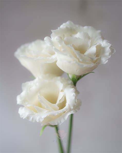 Cold porcelain Lisianthus (Eustoma) | Types of white flowers ...