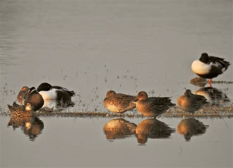 Ducks et al, (Anas Spp, Megus Spp., Anser Spp)