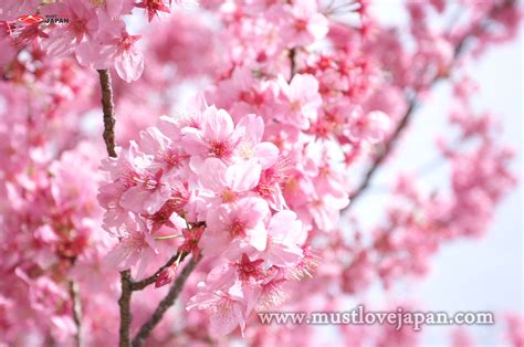 Japan Flowers 的图像结果