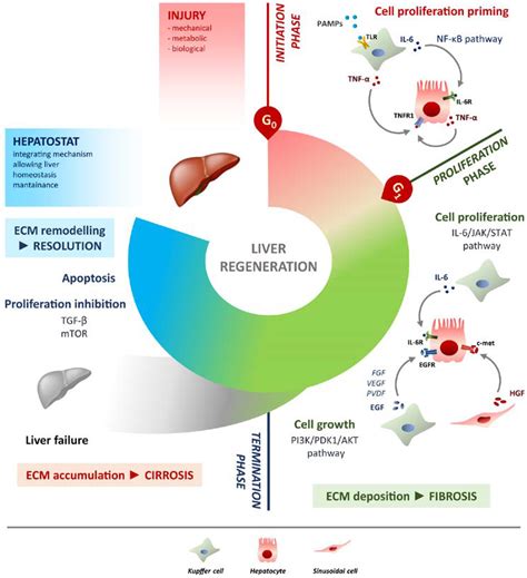 Liver Regeneration Supplements at Jasper Saranealis blog