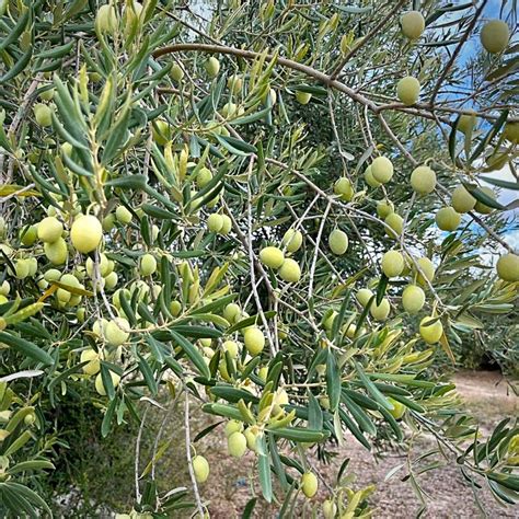 National Olive Day Is a Time to Celebrate Olives