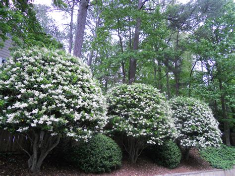 Trees With Flowers That Smell Good at Courtney Stansberry blog