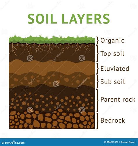 Soil Layer Section, Dirt Cross Ground. Earth With Rock And Root Plants ...