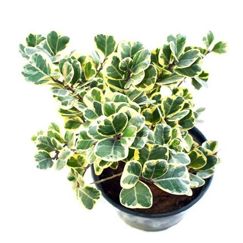 Ficus Triangularis variegata -Indoor/Outdoor-Ornamental Plants ...