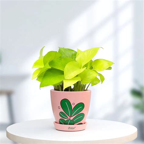 Buy Premium Indoor & Outdoor Plants Online in India | Urban Gardening