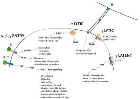 Viruses | Special Issue : Cytoskeleton in Viral Infections