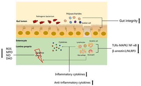 Natural Food Polysaccharides Ameliorate Inflammatory Bowel Disease and ...