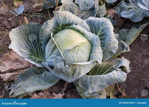 Head of Late White Cabbage on Field Against the Soil Stock Image ...