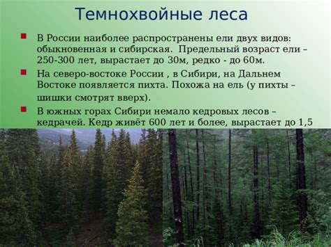Природные зоны России. Леса.
