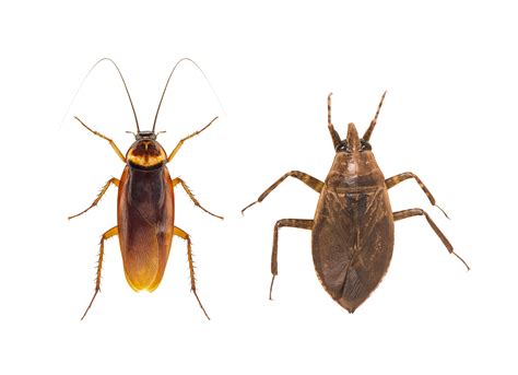 Water Bugs vs Cockroaches: How to Tell the Difference & Kill Them