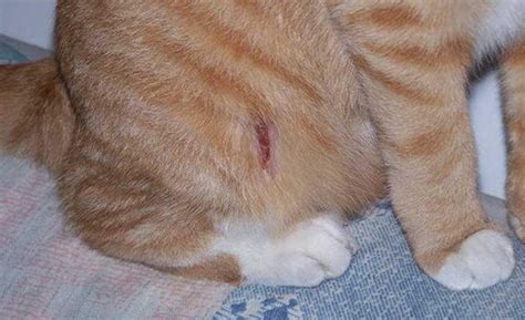 猫咪受外伤，可以贴创可贴吗?_伤口