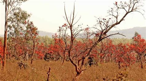 Purulia becomes the most popular tourist spot in Holi for the ...