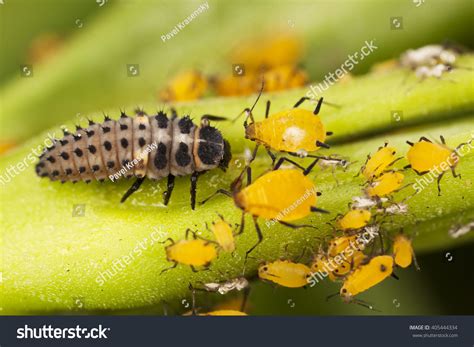 Predator Of Aphids: Over 1,927 Royalty-Free Licensable Stock Photos | Shutterstock