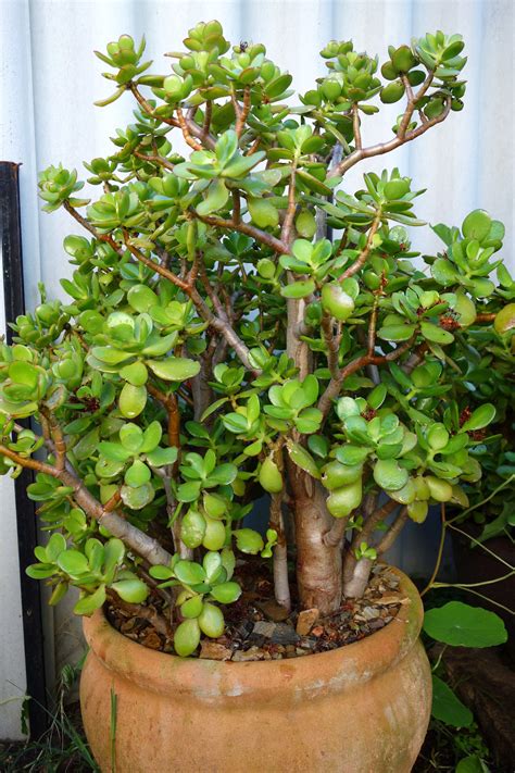 Best 13 Growing Jade Plants – The Easy Care Houseplant With Unique Style! – Artofit