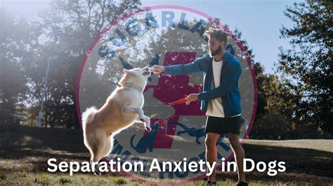 Image result for Dog Separation Anxiety Problem