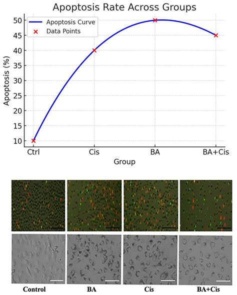 Inhibition of Retinoblastoma Cell Growth by Boswellic Acid Through ...