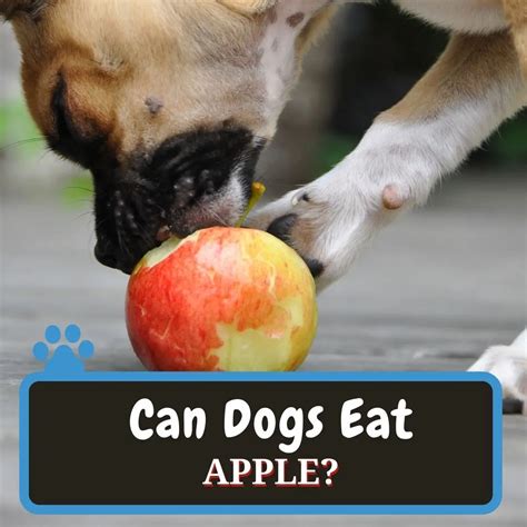 Can Dogs Eat Apples With The Skin
