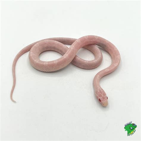 Blizzard Corn Snake