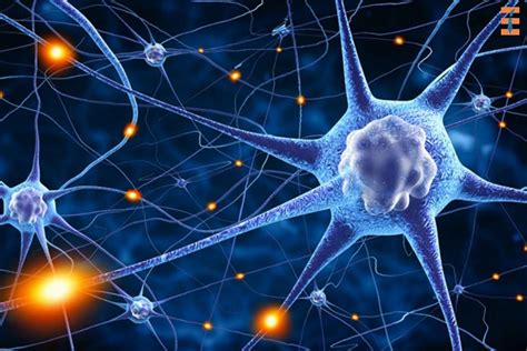 Image result for Brain Learning Process