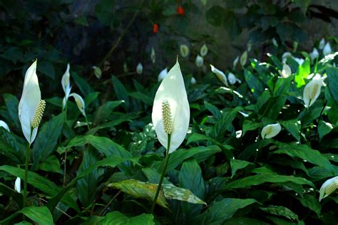 Peace Lily: How to Plant, Grow, and Care for Peace Lilies | The Old ...
