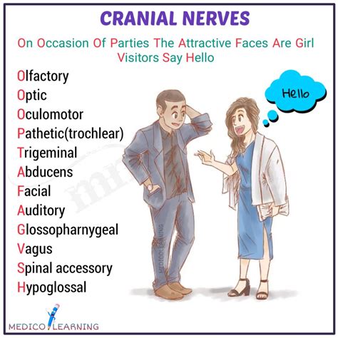 Cranial Nerves Mnemonic Dirty