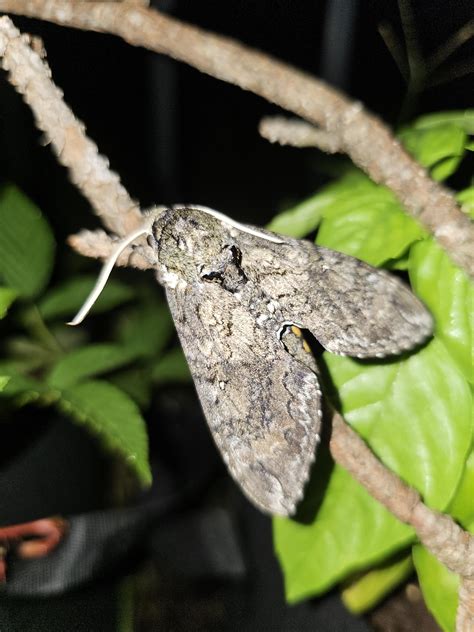 Some carolina sphinx moths : r/moths