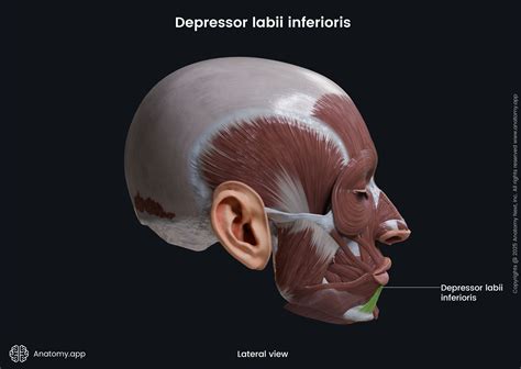 Depressor labii inferioris | Anatomy.app