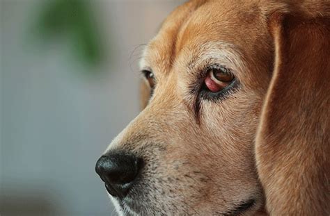 Eye Drops for Dogs - All About Vision