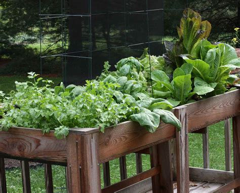 Vegetable Container Gardening - SproutedGarden.com