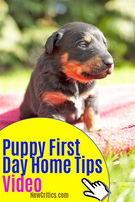 Dogs First Hour Home 的图像结果