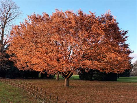 How Big Do Zelkova Trees Get? A Mature Growth Guide