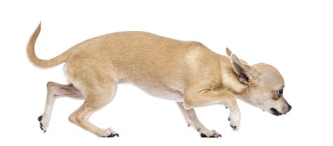 Image result for Dogs Getting Abused