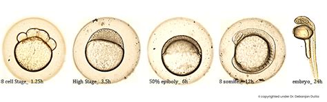 Agrivet Research & Advisory