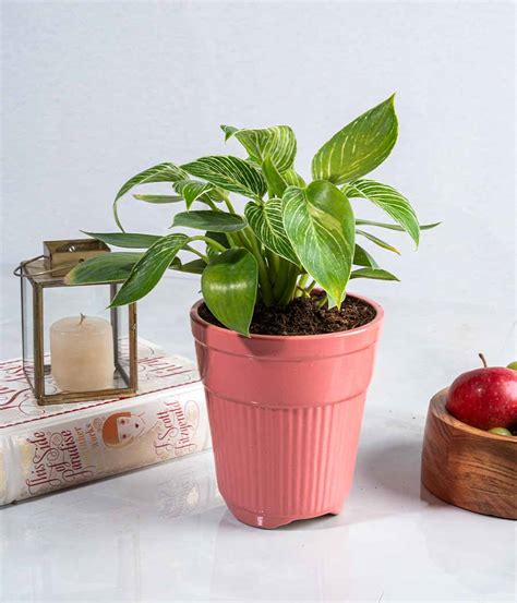 Buy Philodendron Birkin Plant in Tall Ceramic Planter | Indoor Plants ...