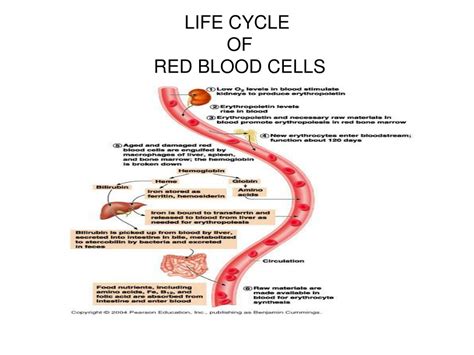 PPT - BLOOD PowerPoint Presentation, free download - ID:183764