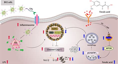 Protective Effect of Ferulic Acid on Lipopolysaccharide-Induced BV2 ...