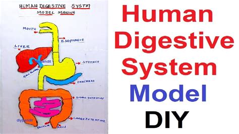 How to Make Digestive System Model 的图像结果