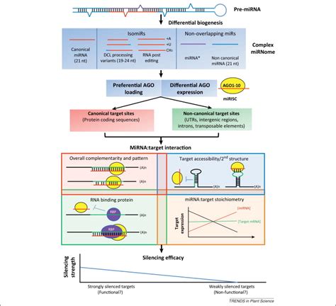 Image result for Gene Expression Control Plant Cells microRNA
