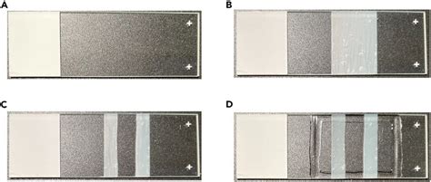 Image result for Microscope Slide Techniques